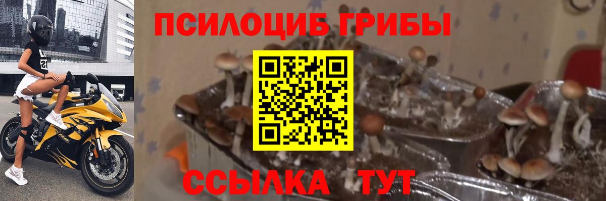 Псилоцибиновые грибы Magic Shrooms  Галлюциногенные грибы Psilocybe  Осинники  Вход с VPN 